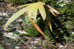 Oberonia brunoniana
